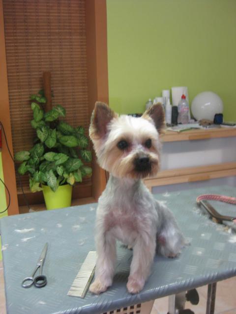 Fifi, Yorki